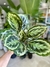 CALATHEA MEDALLION - comprar online