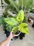 GOMERO SHIVEREANA / VERDE - Savia Boutique de Plantas