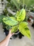 GOMERO SHIVEREANA / VERDE - comprar online