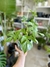 RHAPHIDOPHORA TETRASPERMA - Savia Boutique de Plantas