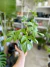 RHAPHIDOPHORA TETRASPERMA - Savia Boutique de Plantas