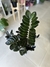 ZAMIOCULCA ZAMIIFOLIA ZZ RAVEN NEGRA - comprar online