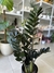 ZAMIOCULCA ZAMIIFOLIA ZZ RAVEN NEGRA en internet