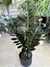 ZAMIOCULCA ZAMIIFOLIA ZZ RAVEN NEGRA - Savia Boutique de Plantas