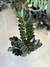 ZAMIOCULCA ZAMIIFOLIA ZZ RAVEN NEGRA - tienda online