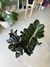 Imagen de ZAMIOCULCA ZAMIIFOLIA ZZ RAVEN NEGRA