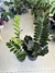 ZAMIOCULCA ZAMIIFOLIA ZZ RAVEN NEGRA