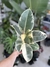GOMERO VARIEGADO - Savia Boutique de Plantas