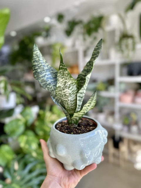 Imagen de SANSEVIERIA - LENGUA DE SUEGRA - ESPADA DE SAN JORGE