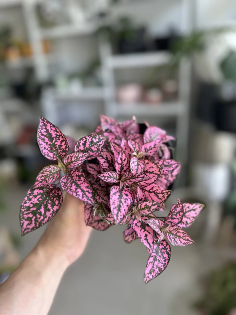 HYPOESTES O PALETA DE PINTOR en internet