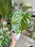 PHILODENDRON MC DOWELL - comprar online