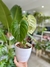 PHILODENDRON MC DOWELL - tienda online