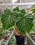 Imagen de PHILODENDRON MC DOWELL