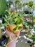 PEPEROMIA TRIANGULARIS - Savia Boutique de Plantas