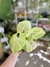SYNGONIUM MANGO ALUSION - Savia Boutique de Plantas