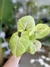 SYNGONIUM MANGO ALUSION - comprar online