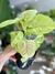 SYNGONIUM MANGO ALUSION en internet