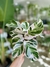 CALATHEA WHITE FUSSION - Savia Boutique de Plantas