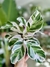 CALATHEA WHITE FUSSION en internet
