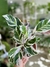 CALATHEA WHITE FUSSION - tienda online