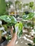 PHILODENDRON WHITE PRINCESS en internet
