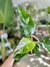 PHILODENDRON WHITE PRINCESS - comprar online
