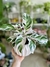 CALATHEA WHITE FUSSION - comprar online