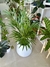 ARECA en internet