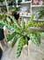 CALATHEA GEOPPERTIA INSIGNIS - comprar online