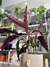 CALATHEA GEOPPERTIA INSIGNIS en internet
