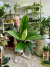 SPATHIPHYLLUM SENSACION en internet