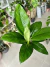 SPATHIPHYLLUM SENSACION - tienda online