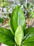 Imagen de SPATHIPHYLLUM SENSACION