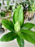 SPATHIPHYLLUM SENSACION - comprar online