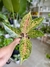 AGLAONEMA STARDUST en internet