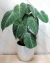 PHILODENDRON GLORIOUS - tienda online