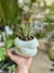Imagen de SUCULENTA HAWORTHIA
