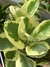 PEPEROMIA DISCIPLINADA / VARIEGADA - comprar online