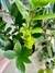 ZAMIOCULCA ZAMIIFOLIA ZZ - Savia Boutique de Plantas