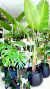 PLANTAS