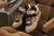 Bad bunny forum marron - comprar online