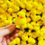 Patitos Kawai en internet