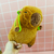 Oso Capybara Chico