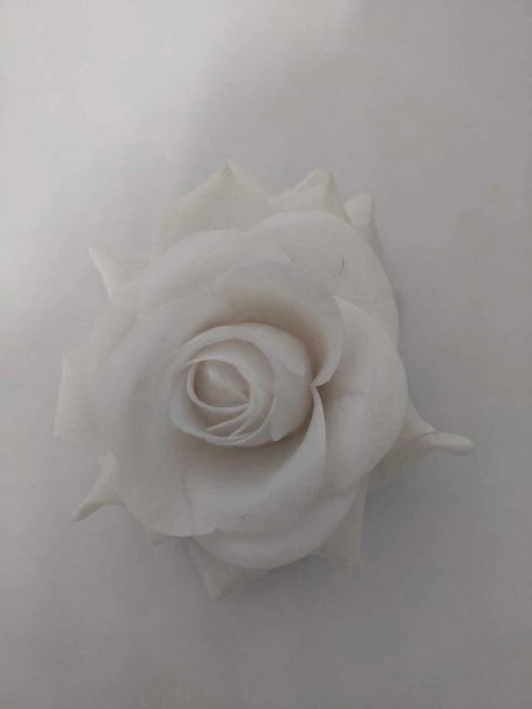 Rosa de Cabelo Branca