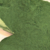 Spirulina em pó