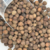 Pimenta Jamaica