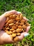 Almendras en internet