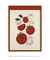 Quadro Decorativo - Tomates - comprar online