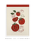 Quadro Decorativo - Tomates - loja online