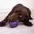 Tonipets Glotoni Soft en internet